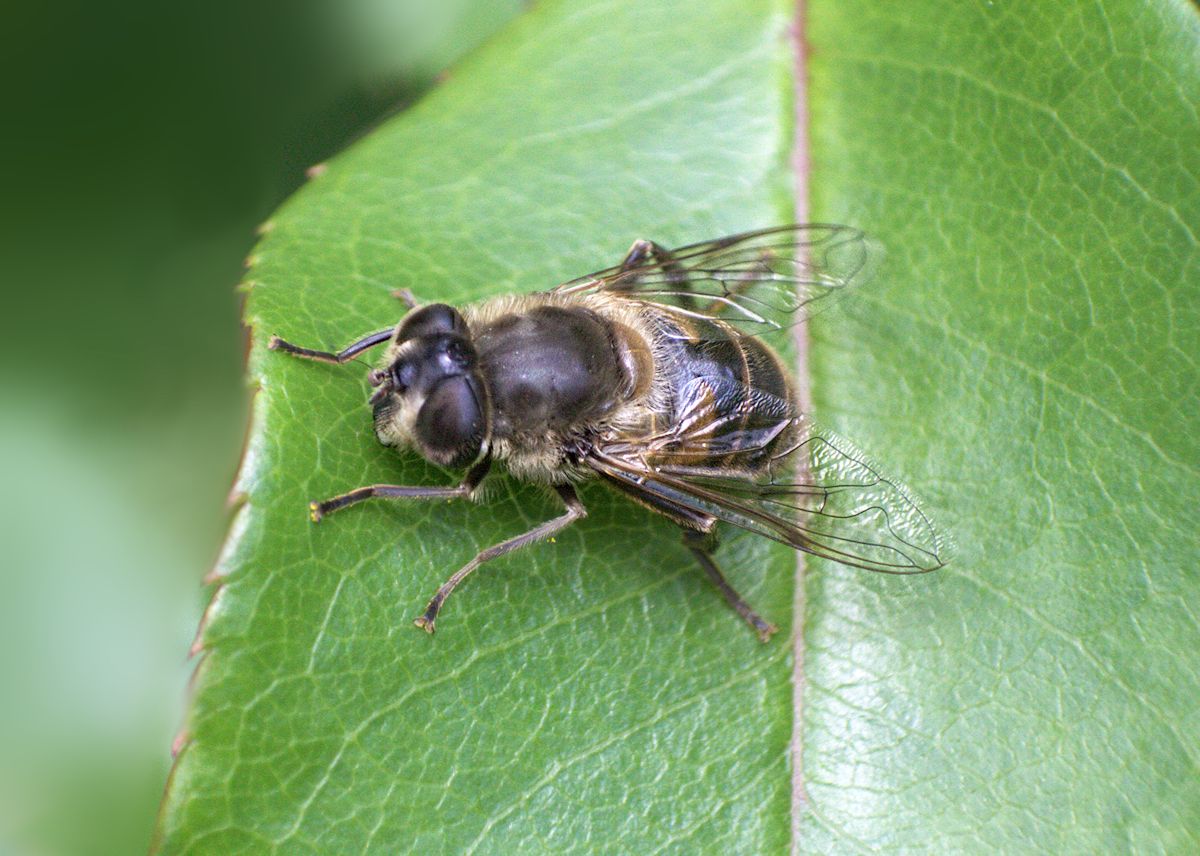 Femmina di Eristalis tenax